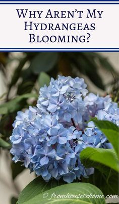 Why Aren't My Hydrangeas Blooming? Incrediball Hydrangea, Hydrangea Serrata, Hydrangea Bloom