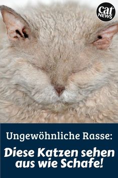 a close up of a cat with the caption'ungewohlicher rasse diee kazen sehen aus wie schafe '