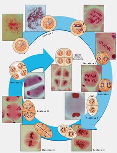 the diagram shows different types of blood vessels