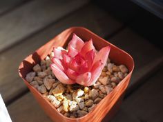 a small pink flower in a pot filled with rocks