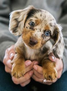 a small brown and black dog with blue eyes