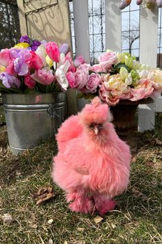 a small pink chicken sitting in the grass next to some potted flowers and tulips