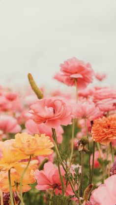 a field full of pink and yellow flowers