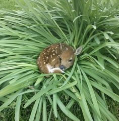 a baby deer is sitting in the middle of some tall green grass and looking at the camera