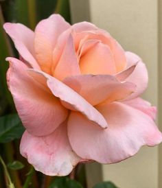 a pink rose with green leaves in the background