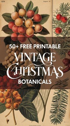 vintage christmas botanicals with the title, 50 free printable vintage christmas botanicals