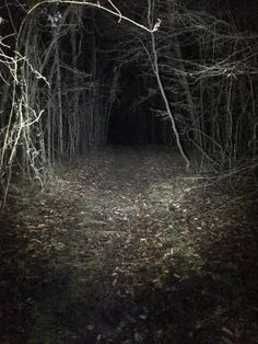 a dark forest with no leaves on the ground