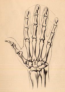 a drawing of a hand with bones on it's palm and fingers in the foreground