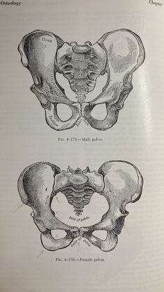 two different views of the human skull, each with an individual's pectoris