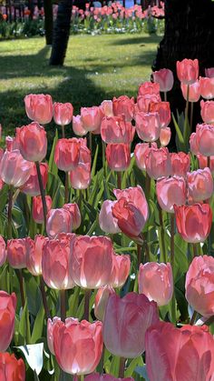 many pink tulips are growing in the grass