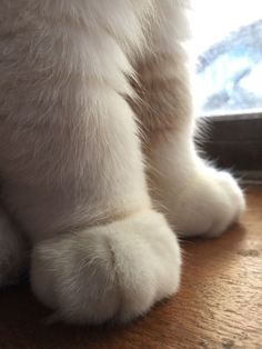 a white cat sitting on top of a wooden floor next to a window sill