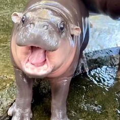 a baby hippopotamus standing in water with its mouth open and it's tongue out