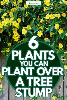 yellow flowers growing over a wooden fence with the words 6 plants you can plant over a tree stump