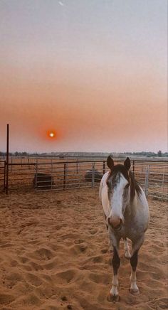 a horse standing on top of a sandy field next to a fence at sunset with the sun in the distance