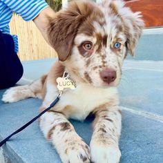 a brown and white puppy with blue eyes sitting on the ground next to a person