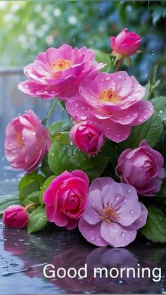 pink flowers with green leaves and water drops