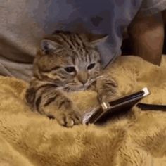 a cat laying on top of a bed next to a cell phone and remote control