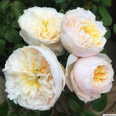 three pink and white flowers with green leaves