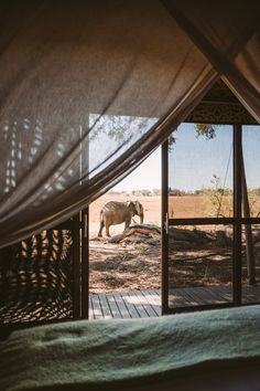 an elephant is walking through the open door to another room with sheer curtains on it