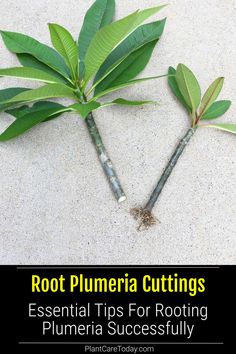 two bamboo trees with the words root plumeria cuttings essential tips for rooting plumia successfully