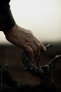 a person's hand reaching for something on top of a tree branch