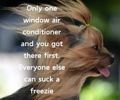 Window Air Conditioner, Everyone Else