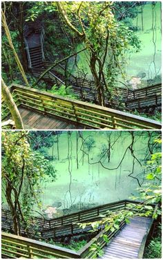 two pictures of a wooden bridge in the middle of a swampy area with water and trees