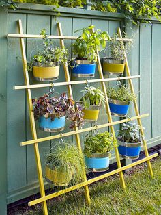 two pictures of different plants in pots on a yellow and blue ladder next to a green wall