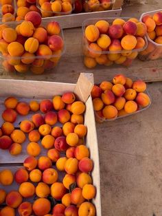 several boxes filled with lots of ripe peaches