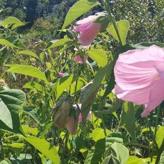 pink flowers are blooming in the field