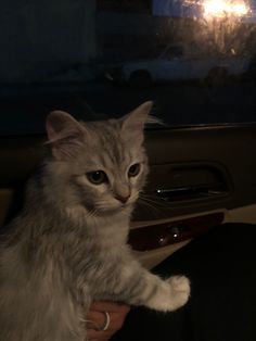 a cat sitting in the passenger seat of a car, being held by someone's arm