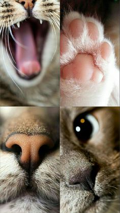 four different pictures of a cat with its mouth open and eyes wide open, including the front paws