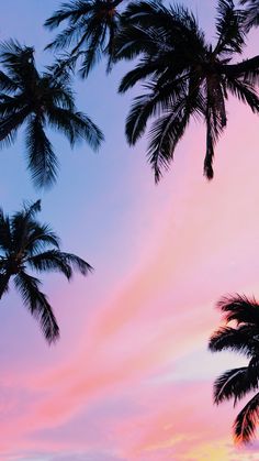 palm trees are silhouetted against an orange and pink sunset