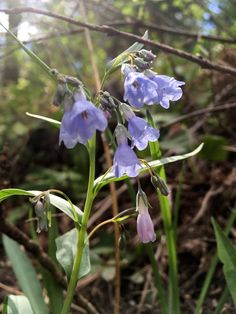 some purple flowers are growing in the woods