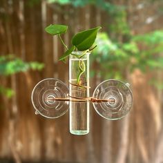 a glass vase with a plant in it hanging from a wire and some water inside