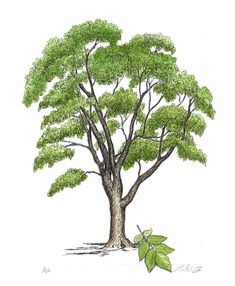 a drawing of a tree with green leaves