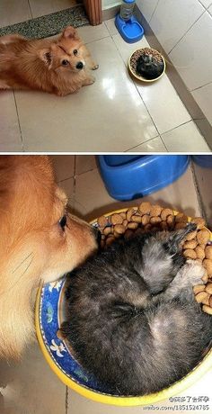 two pictures one with a dog and the other with a cat sleeping in a bowl