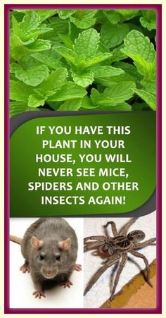 an image of some animals and plants with the caption if you have this plant in your house you will never see mice, spiders and other insects again