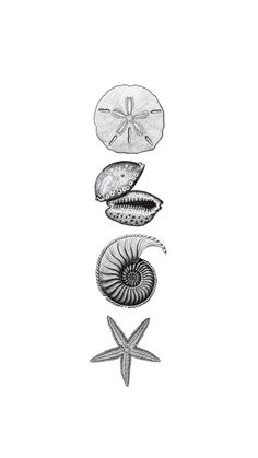 an ink drawing of shells and starfish