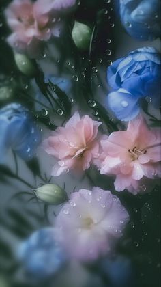 blue and pink flowers with water droplets on them