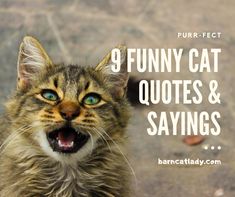 a close up of a cat with the caption saying funny cat quotes and sayings