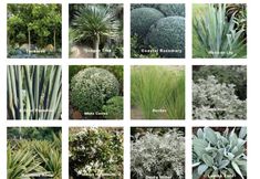 many different types of plants with names in each one image, including succulents and grasses