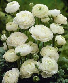 white flowers are blooming in the garden