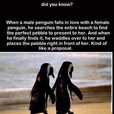 two penguins standing next to each other in front of the ocean with a caption that reads, when a male penguin falls in love with a female penguin, he searches the entire