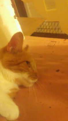 an orange and white cat sitting on top of a wooden floor next to a wall