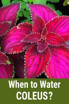 red and purple flowers with the words when to water coleus?