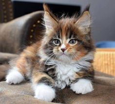 a small kitten sitting on top of a couch