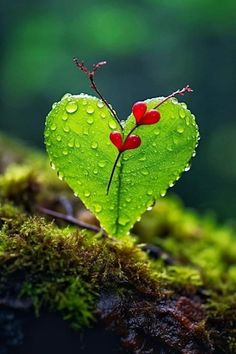 I Love Heart, Heart Pictures, Green Heart, Beautiful Flowers Pictures, Red Hearts, Heart Art, Flower Pictures