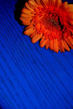 an orange flower sitting on top of a blue table