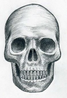 a drawing of a human skull